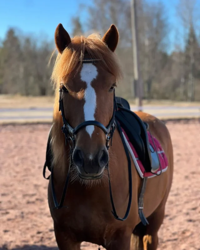 Villen kanssa tultiin kertomaan, että mikään ei ole sen parempaa kuin päästä näillä keleillä ulkokentälle ratsastamaan ja nautiskelemaan auringosta 😍. Ihana fiilis! ☀️☀️

#kesätulee #suomenhevonen #ratsastuskoulu #parasharrastus