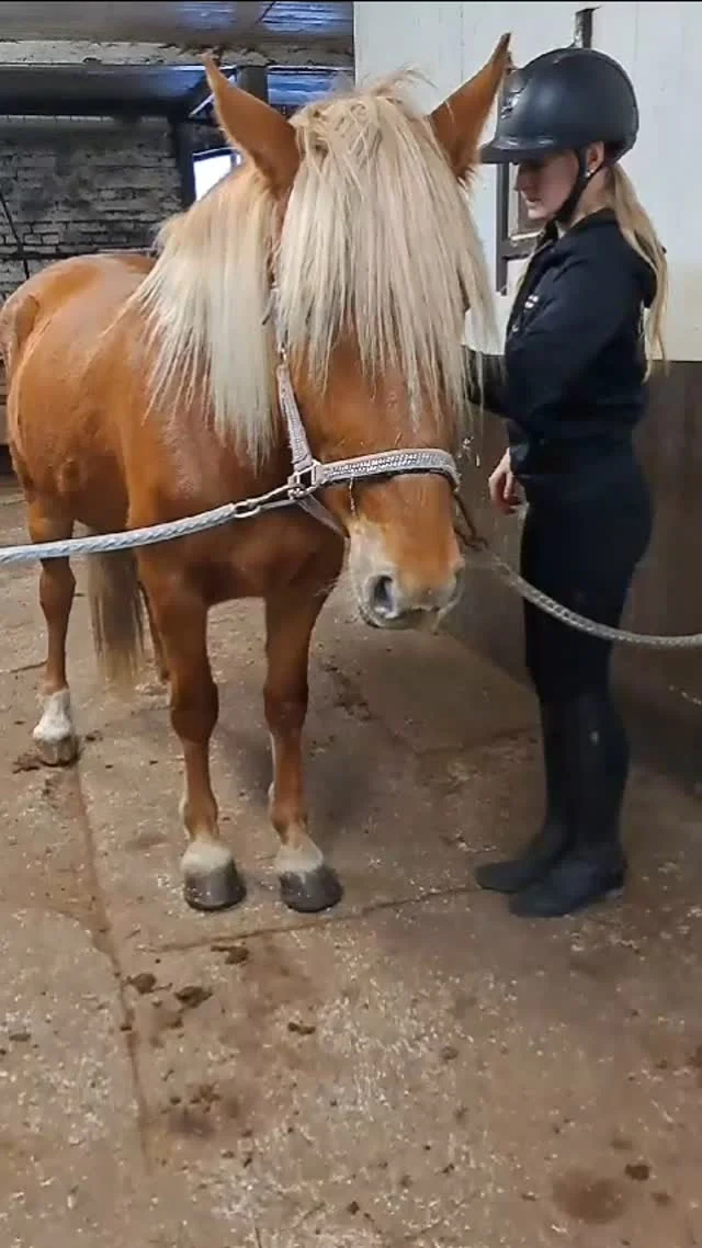 Susu, 4 vuotta, peruskoulutus alkaa olla tehtynä ja tamma olisi valmiina uusiin haasteisiin. 😍😍 Tässä olisi kiva aihio jollekin ❤️.
Lisää videoita voi kysellä 044-5859234/Laura. Meille voi tarjota uusia projekteja tai tuoda nuoria poneja ja hevosia ratsutuspaikalle. Teemme myös ajo-opetusta 👍👍.